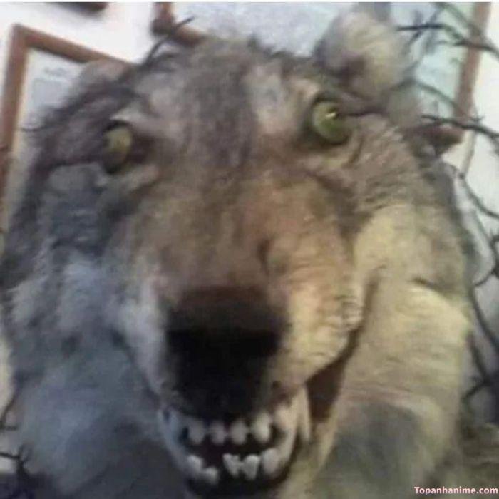 meme sốc wolf
