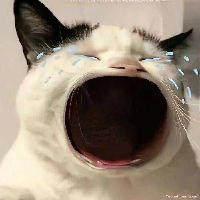 meme tổn thương mèo gào