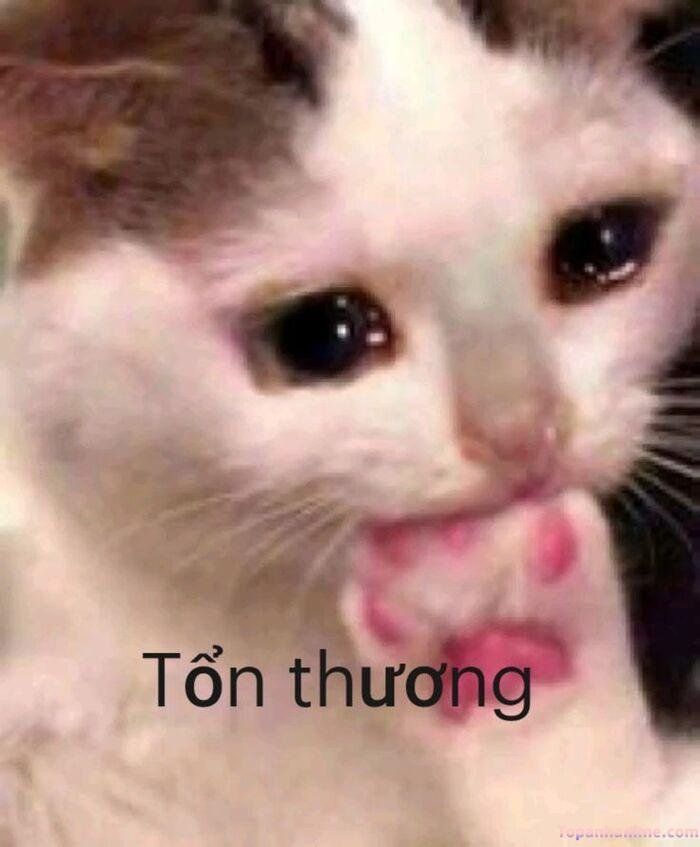 meme tổn thương mèo