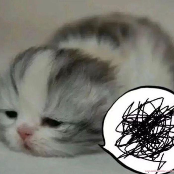 meme tủi thân con mèo