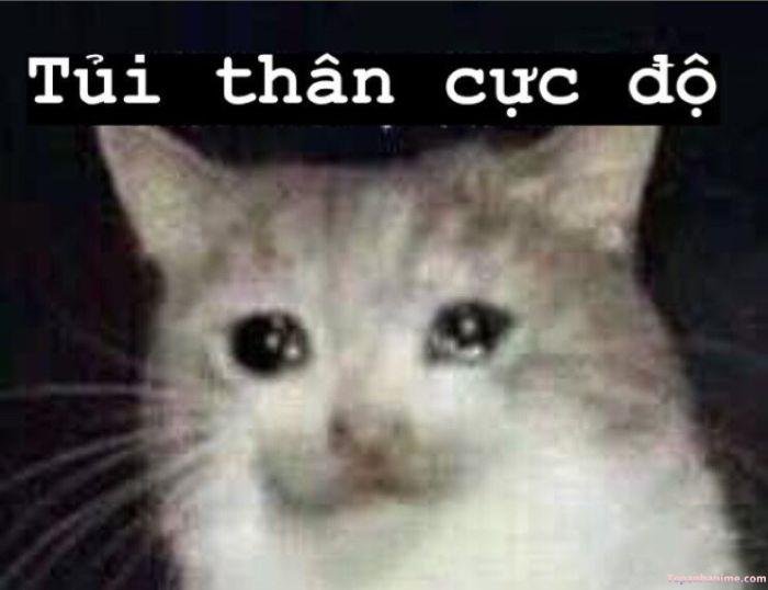 meme tủi thân mèo