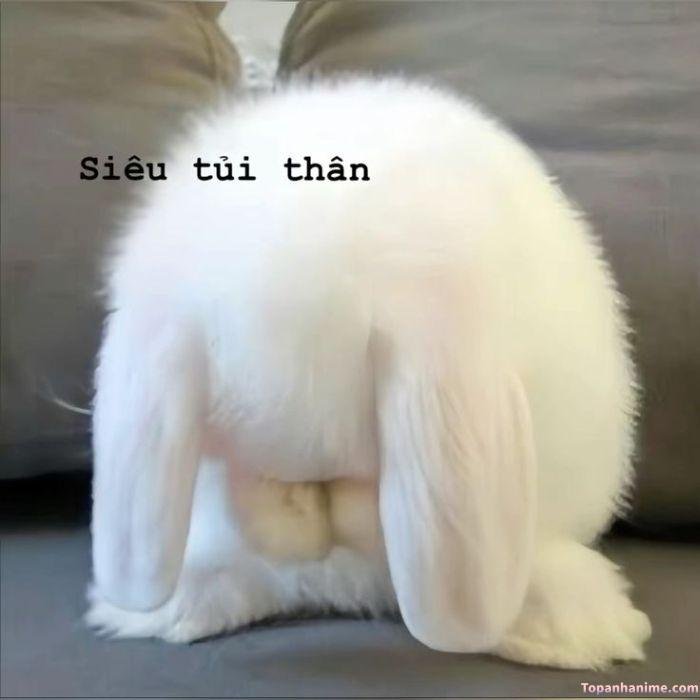 meme tủi thân thỏ iu