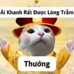 meme yêu thương mèo hài