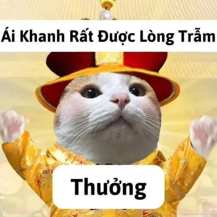 meme yêu thương mèo hài