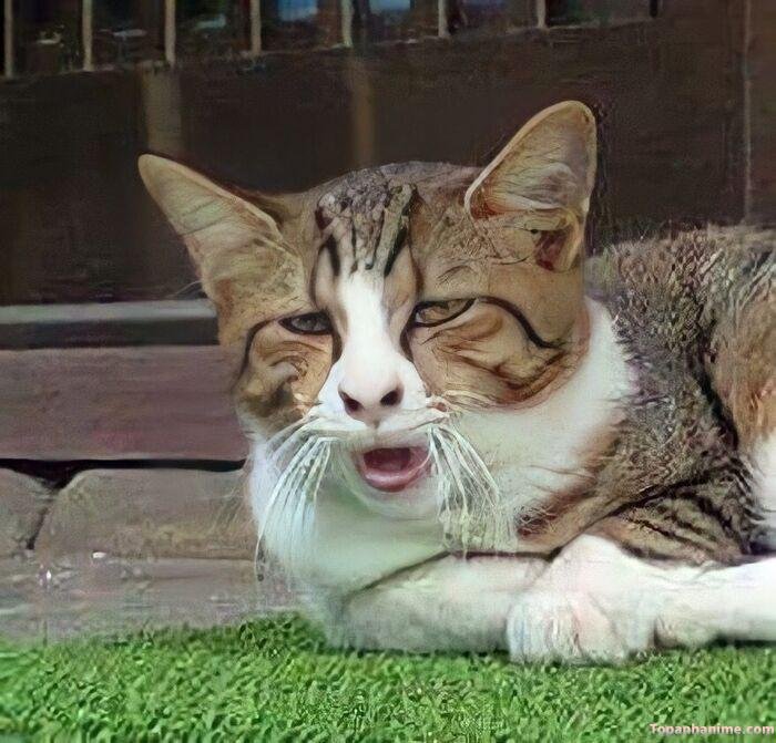 tuyệt vọng meme mèo