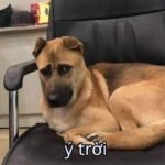 ý trời meme chó