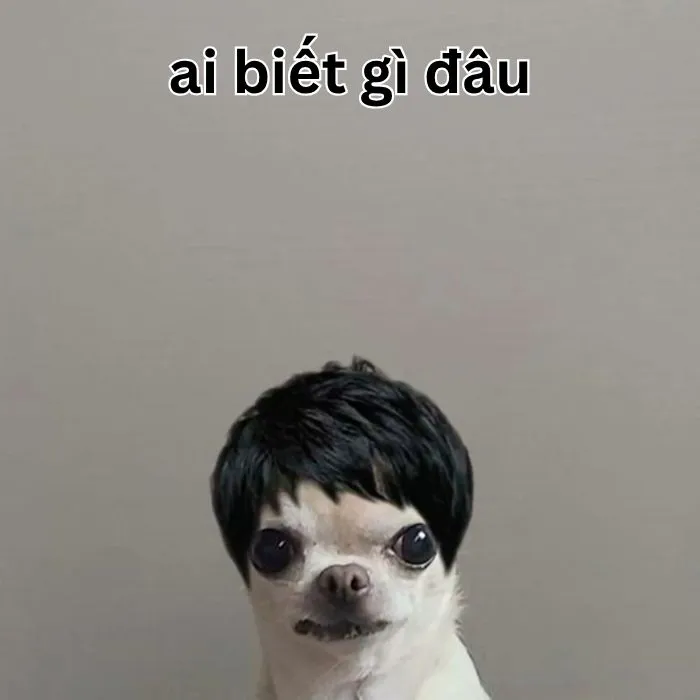 Hơn 99+ ai biết gì đâu meme khiến bạn cười thả ga! Hơn 99+ ai biết gì đâu meme khiến bạn cười thả ga!