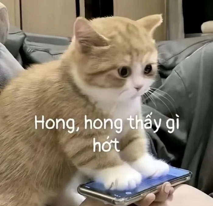 Hơn 99+ ai biết gì đâu meme khiến bạn cười thả ga! Hơn 99+ ai biết gì đâu meme khiến bạn cười thả ga!