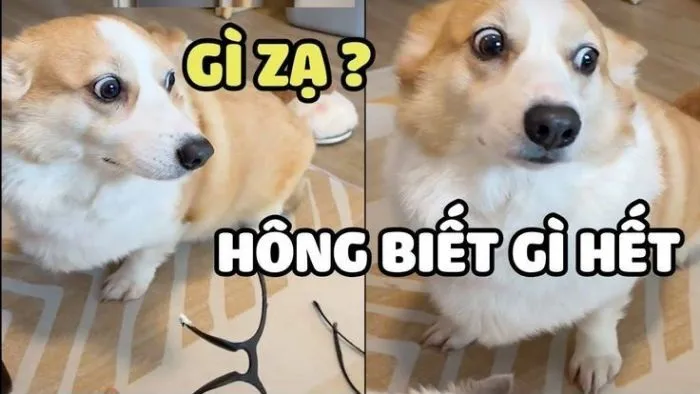 Hơn 99+ ai biết gì đâu meme khiến bạn cười thả ga! Hơn 99+ ai biết gì đâu meme khiến bạn cười thả ga!