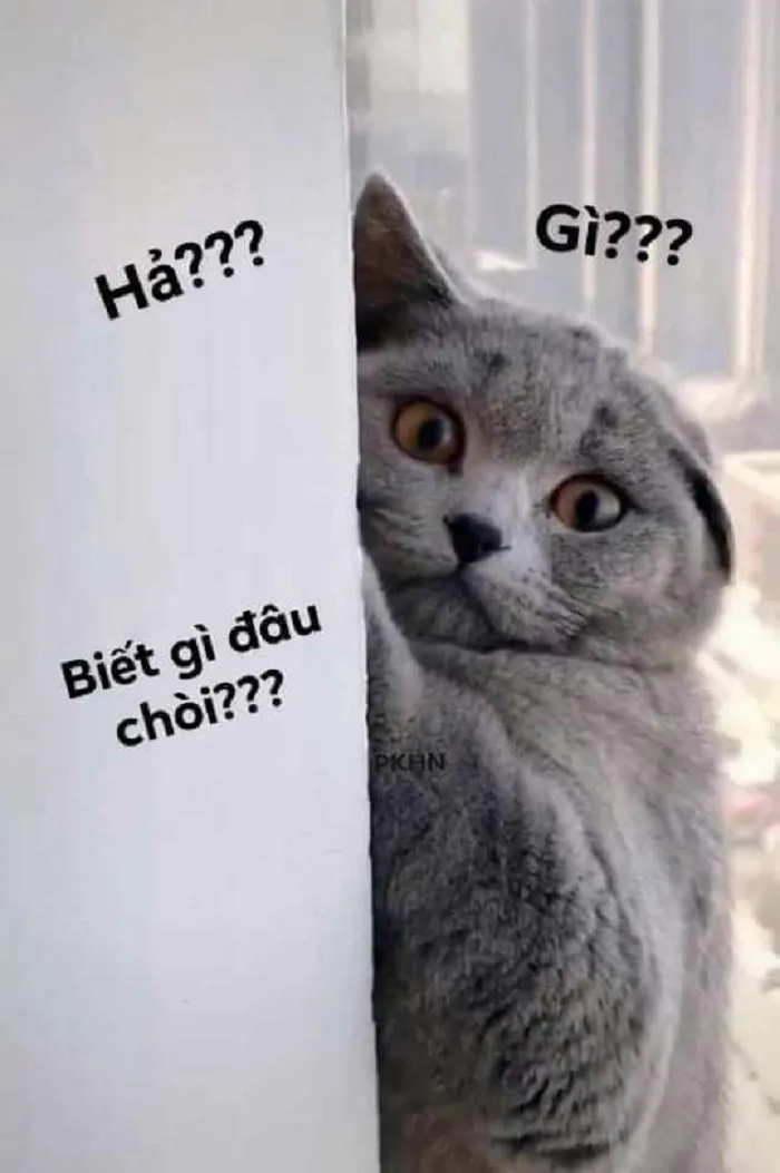 Hơn 99+ ai biết gì đâu meme khiến bạn cười thả ga! Hơn 99+ ai biết gì đâu meme khiến bạn cười thả ga!