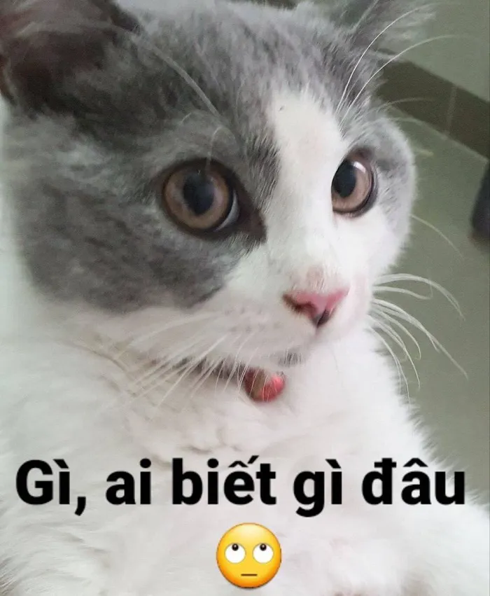 Hơn 99+ ai biết gì đâu meme khiến bạn cười thả ga! Hơn 99+ ai biết gì đâu meme khiến bạn cười thả ga!