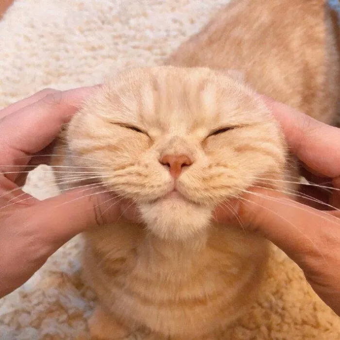 93+ ảnh meme bất lực hài hước, relatable nhất