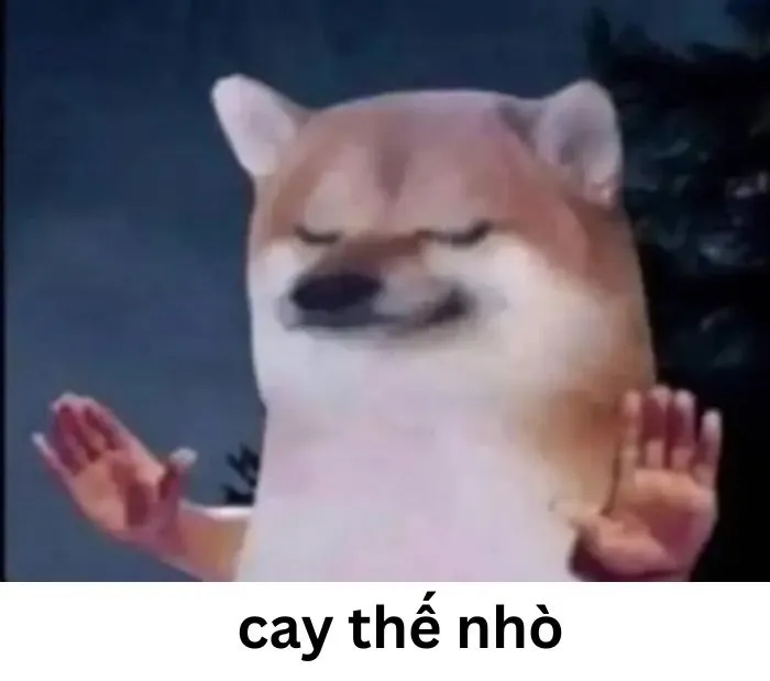 Tuyển tập 97+ meme cay cú, hài hước khiến bạn không nhịn được cười