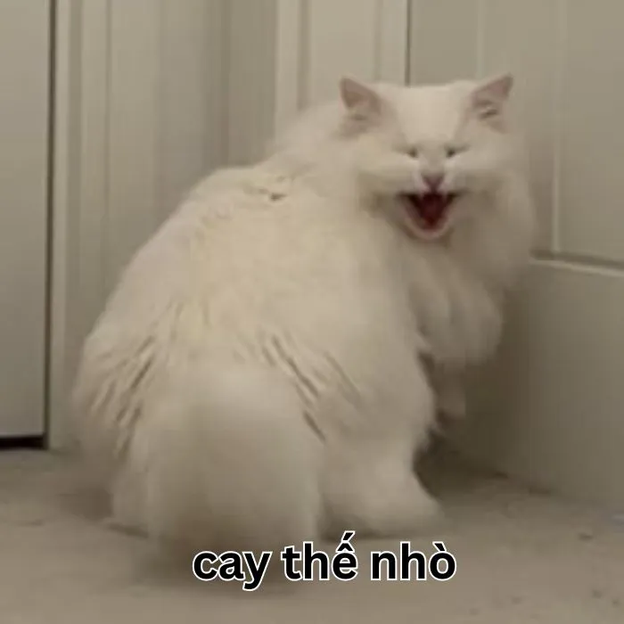 Tuyển tập 97+ meme cay cú, hài hước khiến bạn không nhịn được cười