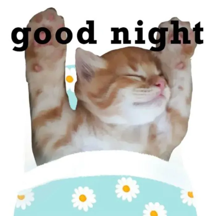 Khám phá 123+ meme chúc ngủ ngon hài hước, dễ thương nhất