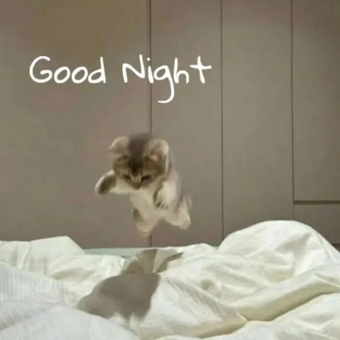 Khám phá 123+ meme chúc ngủ ngon hài hước, dễ thương nhất