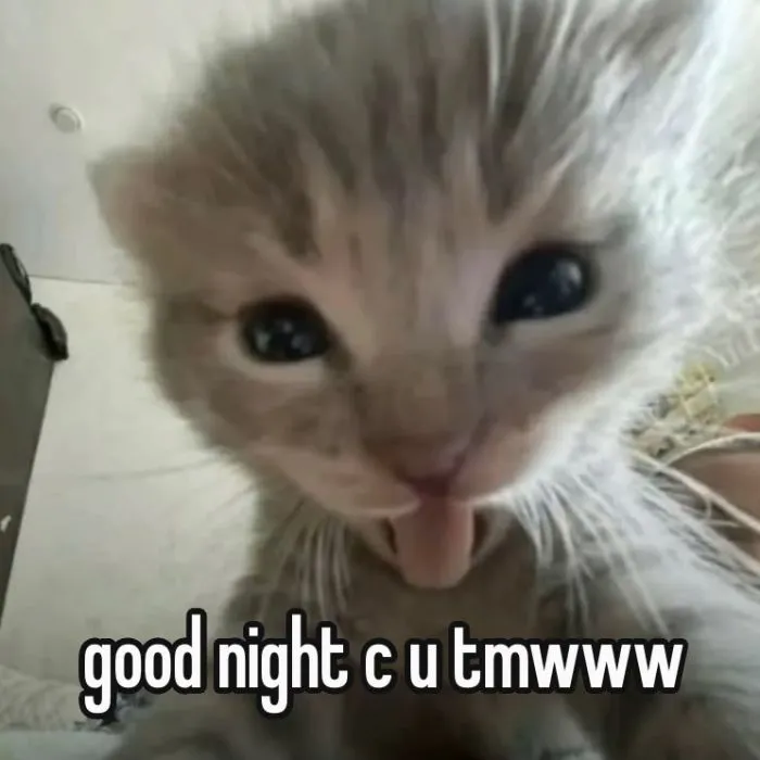 Khám phá 123+ meme chúc ngủ ngon hài hước, dễ thương nhất