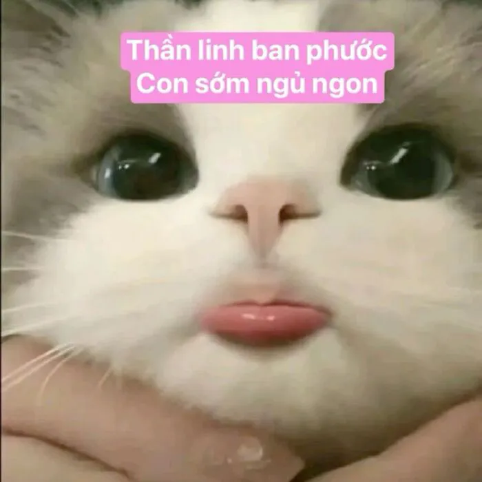 Tuyển tập 137+ meme đáng yêu, hài hước làm tan chảy trái tim