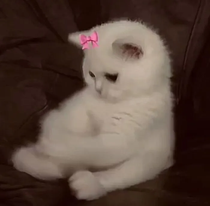 Tuyển tập 137+ meme đáng yêu, hài hước làm tan chảy trái tim