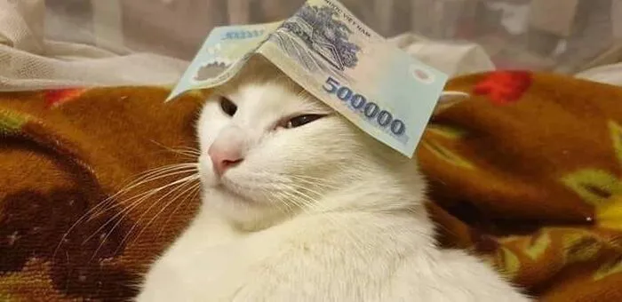 Tuyển tập 137+ meme đáng yêu, hài hước làm tan chảy trái tim