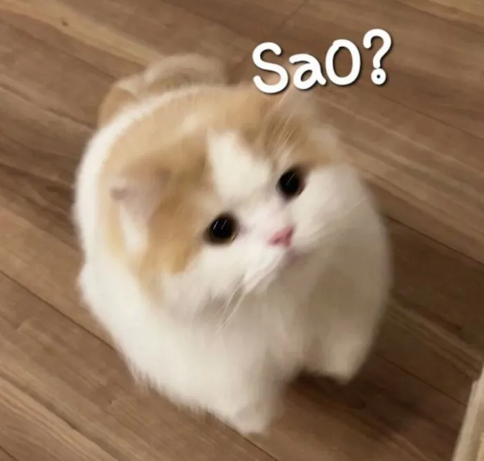 Tuyển tập 137+ meme đáng yêu, hài hước làm tan chảy trái tim