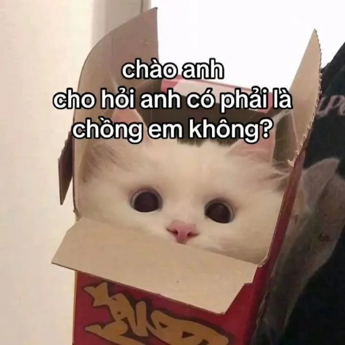 Tuyển tập 137+ meme đáng yêu, hài hước làm tan chảy trái tim