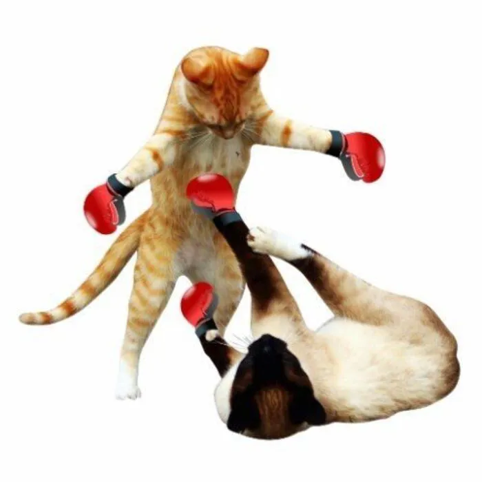 93+ meme đánh nhau cực hài hước khiến bạn cười ra nước mắt 93+ meme đánh nhau cực hài hước khiến bạn cười ra nước mắt