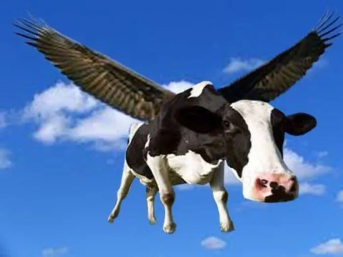 108+ meme động vật hài hước cười ra nước mắt