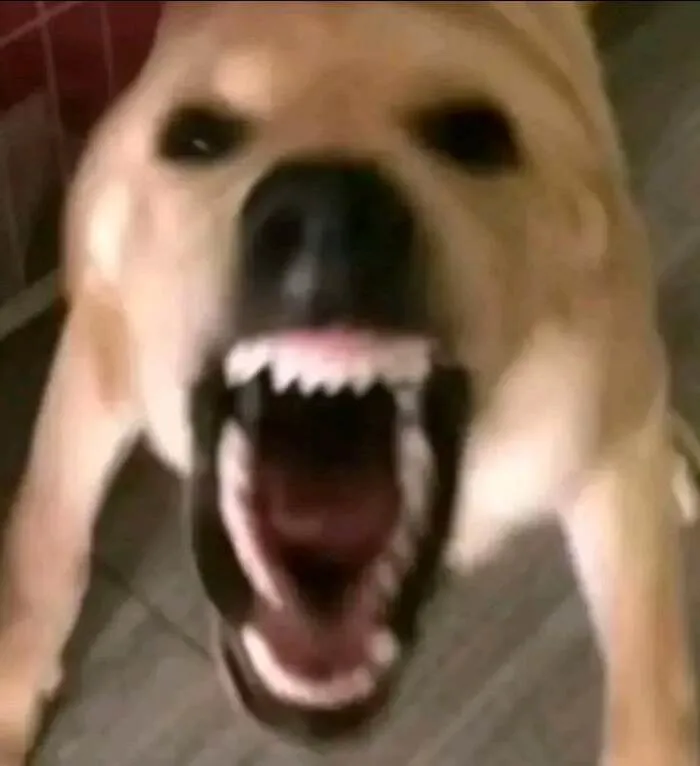 108+ meme động vật hài hước cười ra nước mắt 108+ meme động vật hài hước cười ra nước mắt