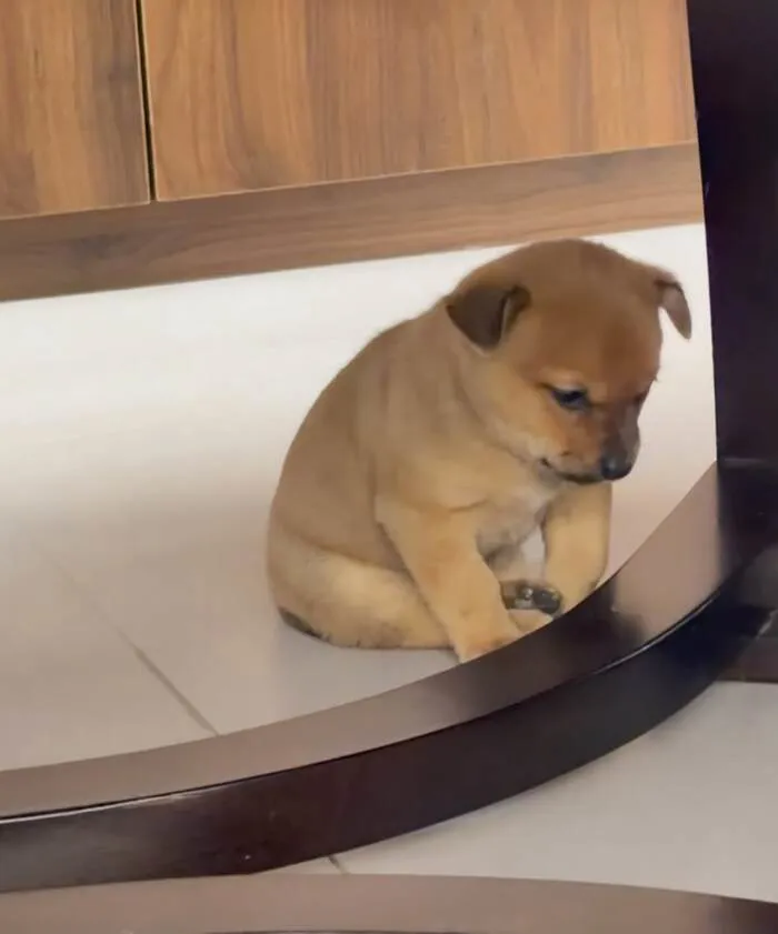 108+ meme động vật hài hước cười ra nước mắt 108+ meme động vật hài hước cười ra nước mắt