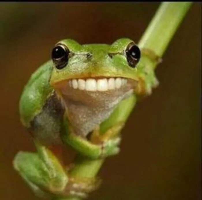 108+ meme động vật hài hước cười ra nước mắt 108+ meme động vật hài hước cười ra nước mắt