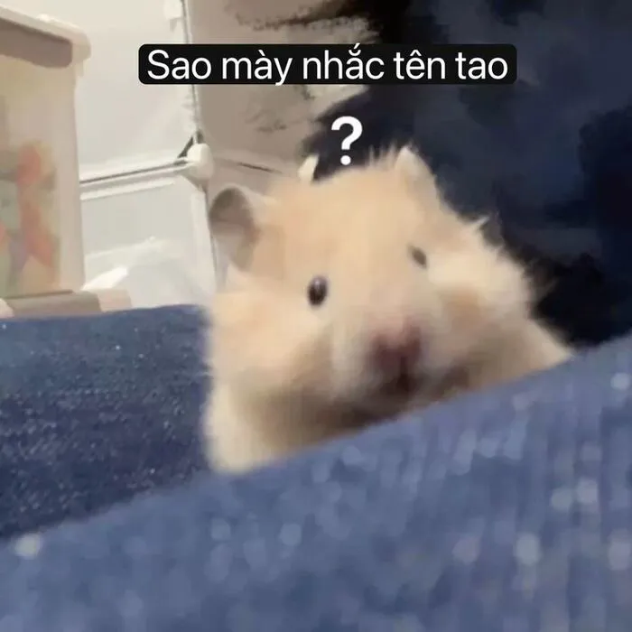 Tổng hợp 145+ meme hỏi chấm gây bão mạng xã hội