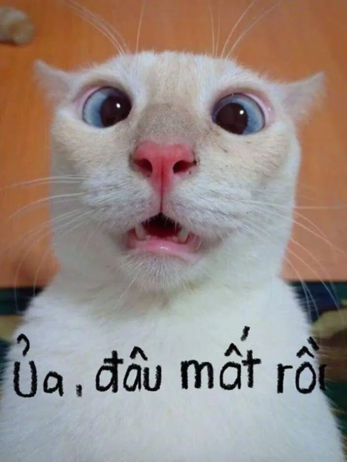 Top 187+ meme mèo bựa: Cười thả ga với ảnh độc lạ nhất