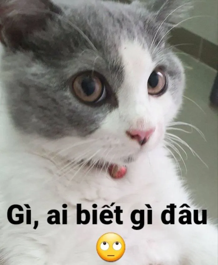 Top 187+ meme mèo bựa: Cười thả ga với ảnh độc lạ nhất