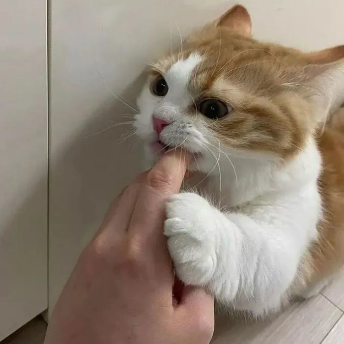 Top 187+ meme mèo bựa: Cười thả ga với ảnh độc lạ nhất