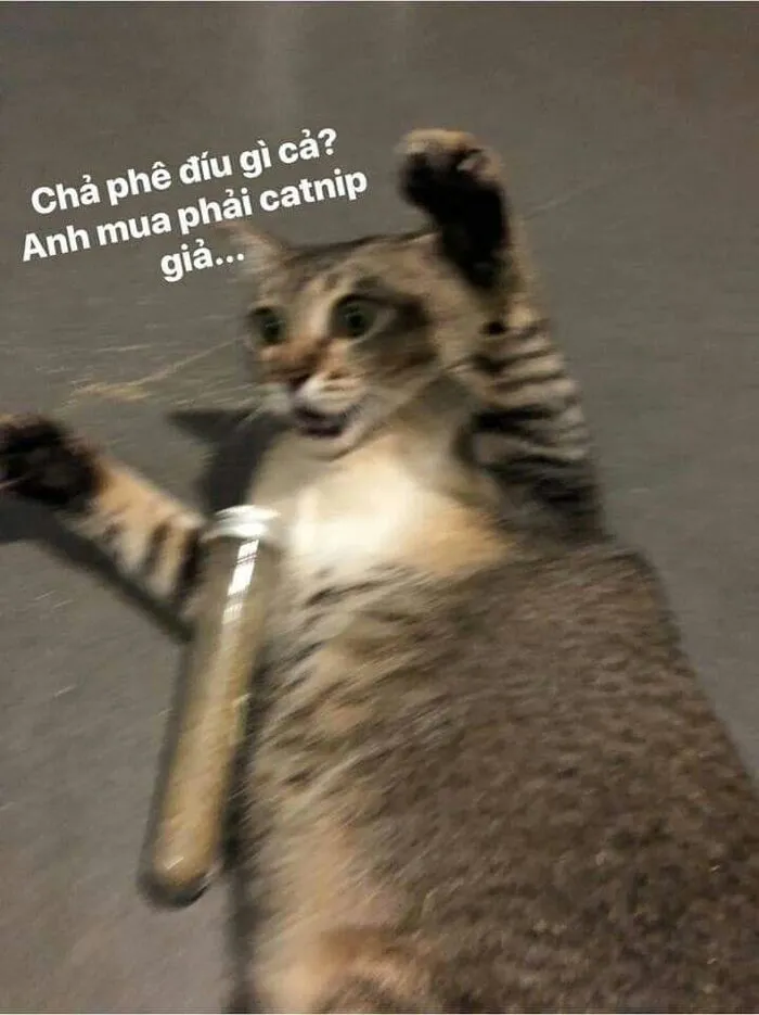Top 187+ meme mèo bựa: Cười thả ga với ảnh độc lạ nhất