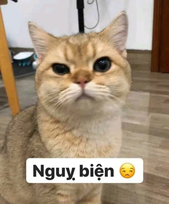Top 187+ meme mèo bựa: Cười thả ga với ảnh độc lạ nhất