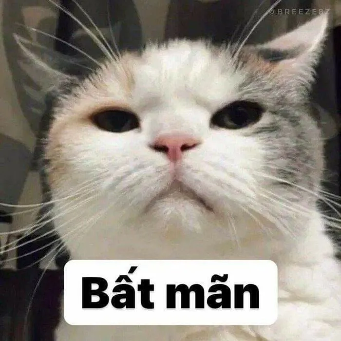 Top 187+ meme mèo bựa: Cười thả ga với ảnh độc lạ nhất