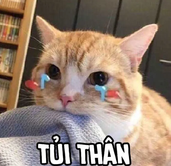 Top 187+ meme mèo bựa: Cười thả ga với ảnh độc lạ nhất