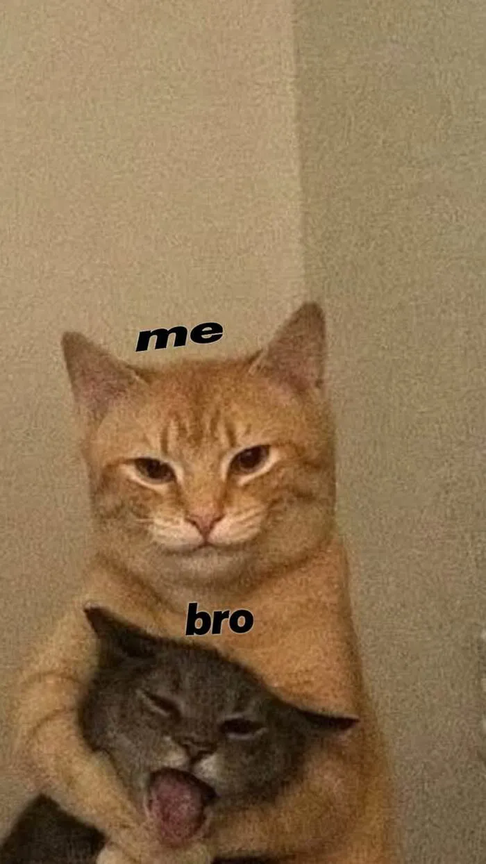 Top 187+ meme mèo bựa: Cười thả ga với ảnh độc lạ nhất