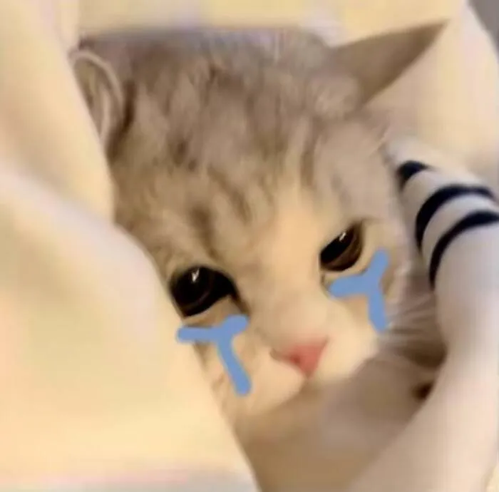 Tuyển tập 187+ meme mèo buồn khiến dân mạng 'tan chảy' mọi lúc
