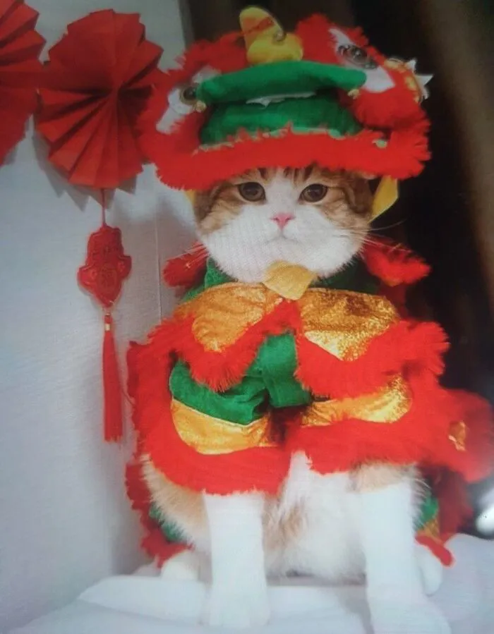 Top 145+ meme tết độc đáo, giải trí cực đỉnh ngày xuân