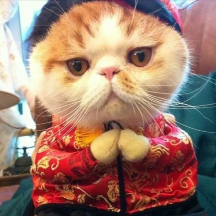 Top 145+ meme tết độc đáo, giải trí cực đỉnh ngày xuân