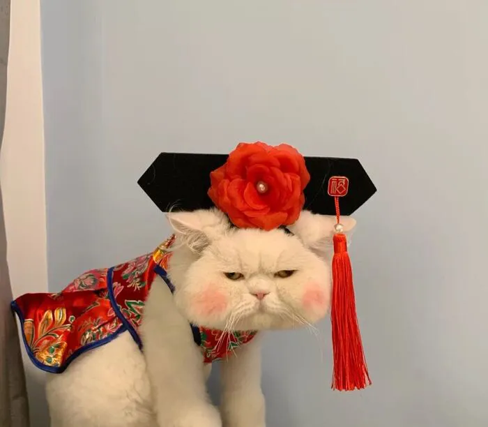 Top 145+ meme tết độc đáo, giải trí cực đỉnh ngày xuân