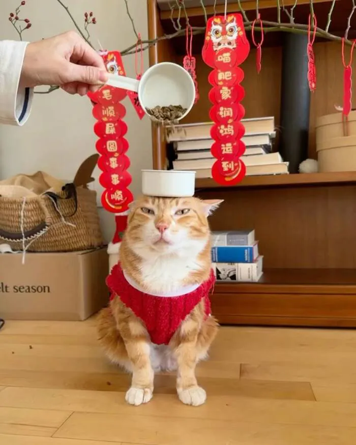 Top 145+ meme tết độc đáo, giải trí cực đỉnh ngày xuân