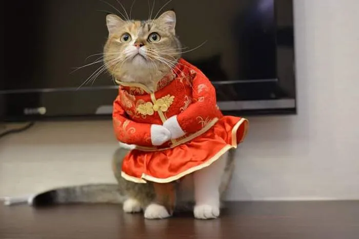 Top 145+ meme tết độc đáo, giải trí cực đỉnh ngày xuân