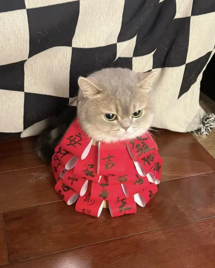 Top 145+ meme tết độc đáo, giải trí cực đỉnh ngày xuân