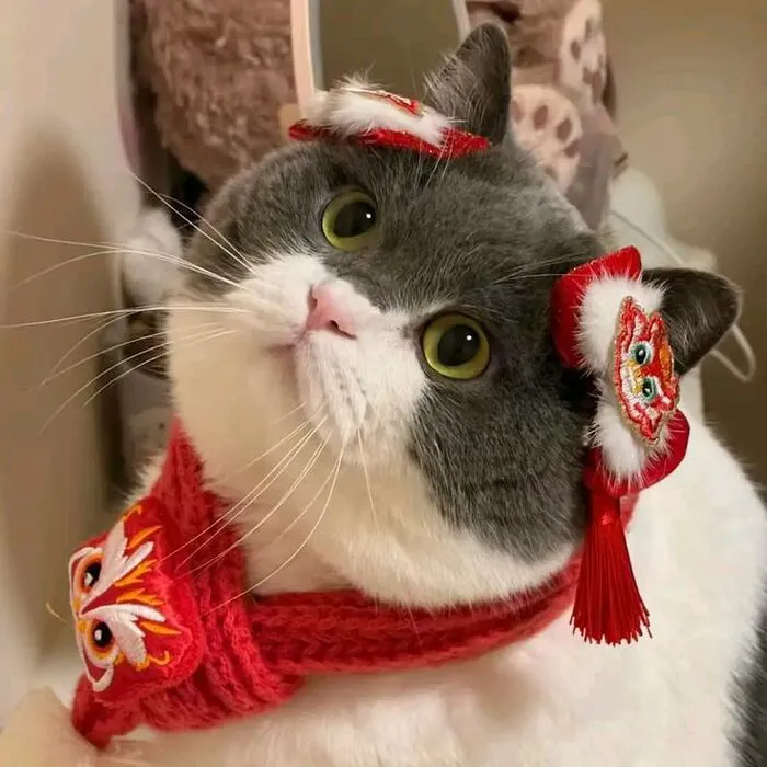 Top 145+ meme tết độc đáo, giải trí cực đỉnh ngày xuân