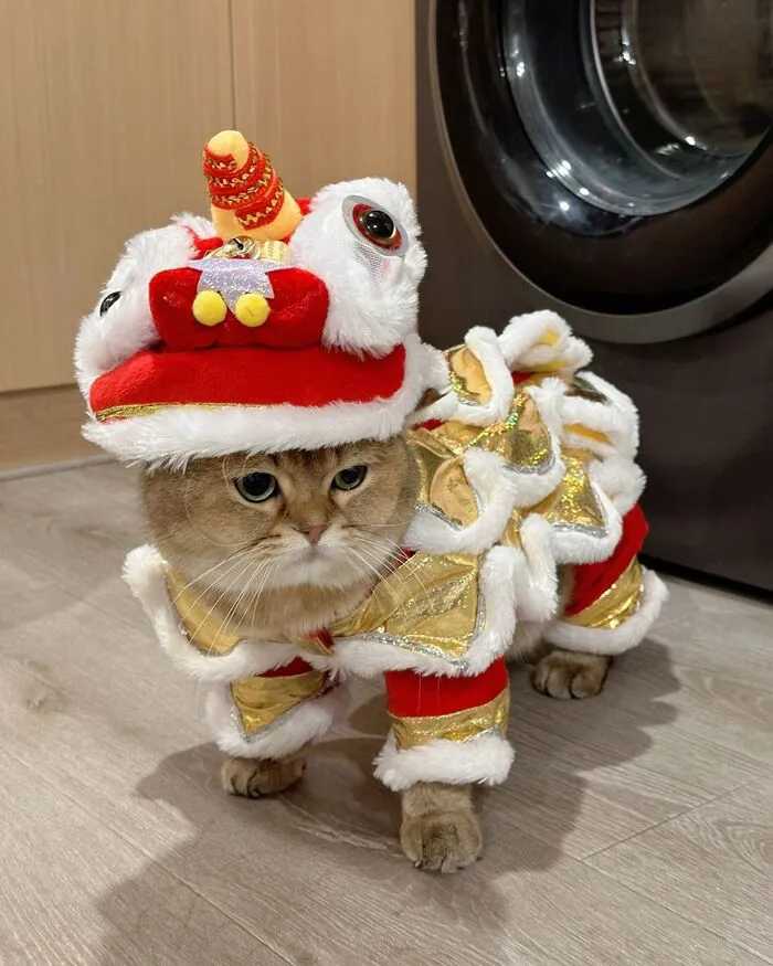 Top 145+ meme tết độc đáo, giải trí cực đỉnh ngày xuân