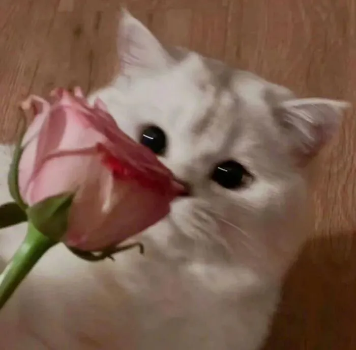 Bộ sưu tập 218+ meme tình yêu hài hước nhất mọi thời đại